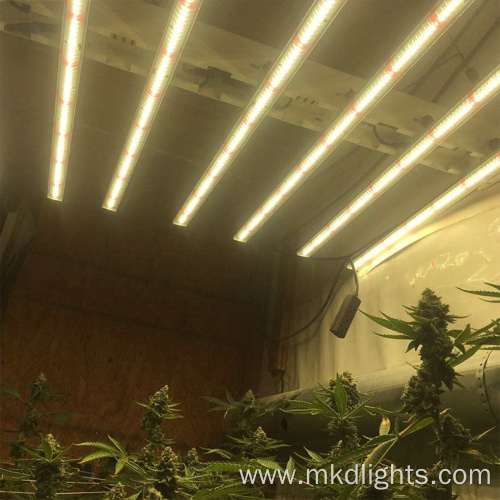 6500K Grow light 800W For Indoor Plant